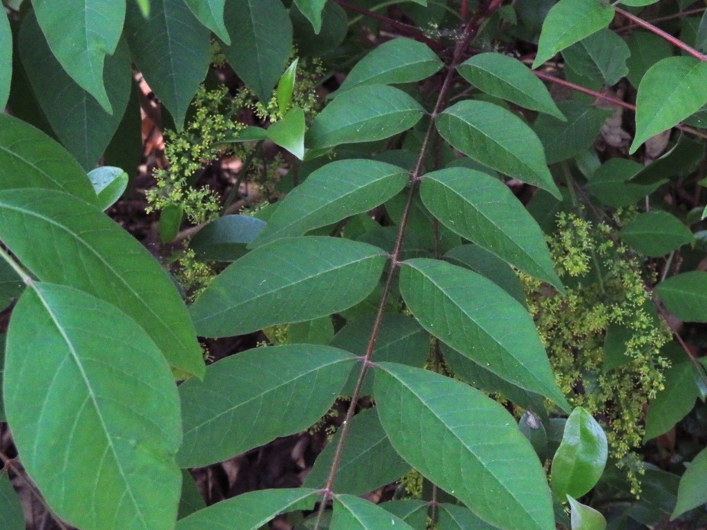a0018655_08361214.jpg