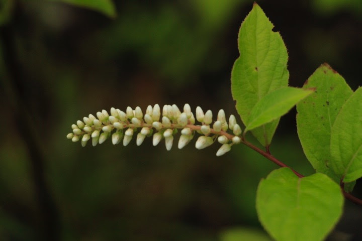 a0248459_14360380.jpg