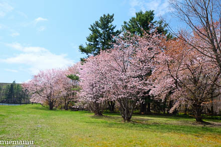 聖台ダムの桜VOL.2~令和元年5月_d0340565_19405871.jpg
