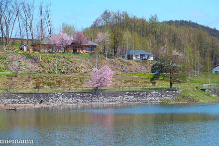 聖台ダムの桜VOL.2~令和元年5月_d0340565_19410818.jpg