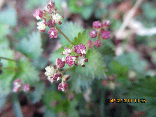 花の賑わい 19年4月22日 5月8日 宮城県 県民の森blog