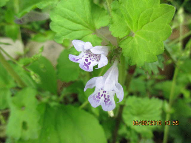 花の賑わい 19年4月22日 5月8日 宮城県 県民の森blog