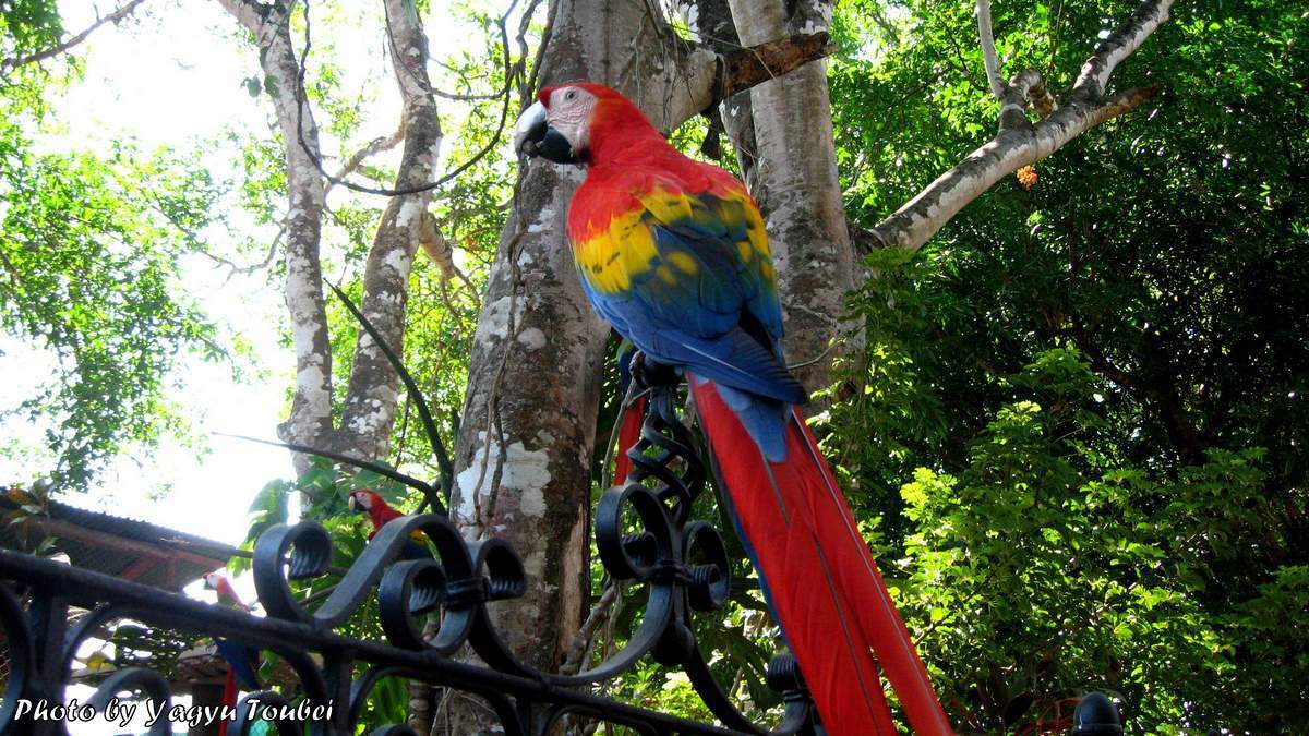 コスタリカ　店に集まる野生のコンゴウインコ_b0132475_20192386.jpg