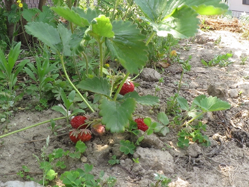b0018682_20515762.jpg
