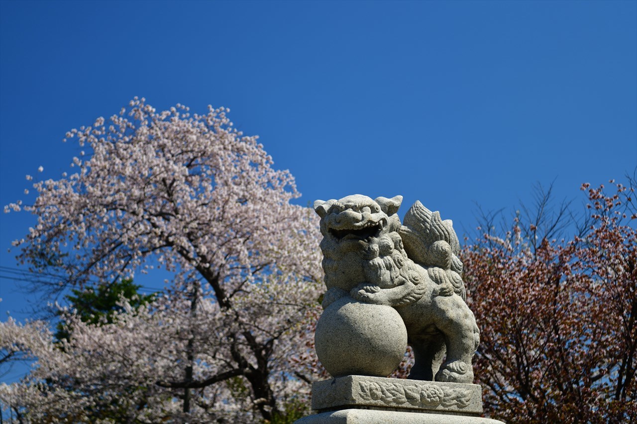 おたる桜巡り2019.....水天宮1_d0105582_20584144.jpg