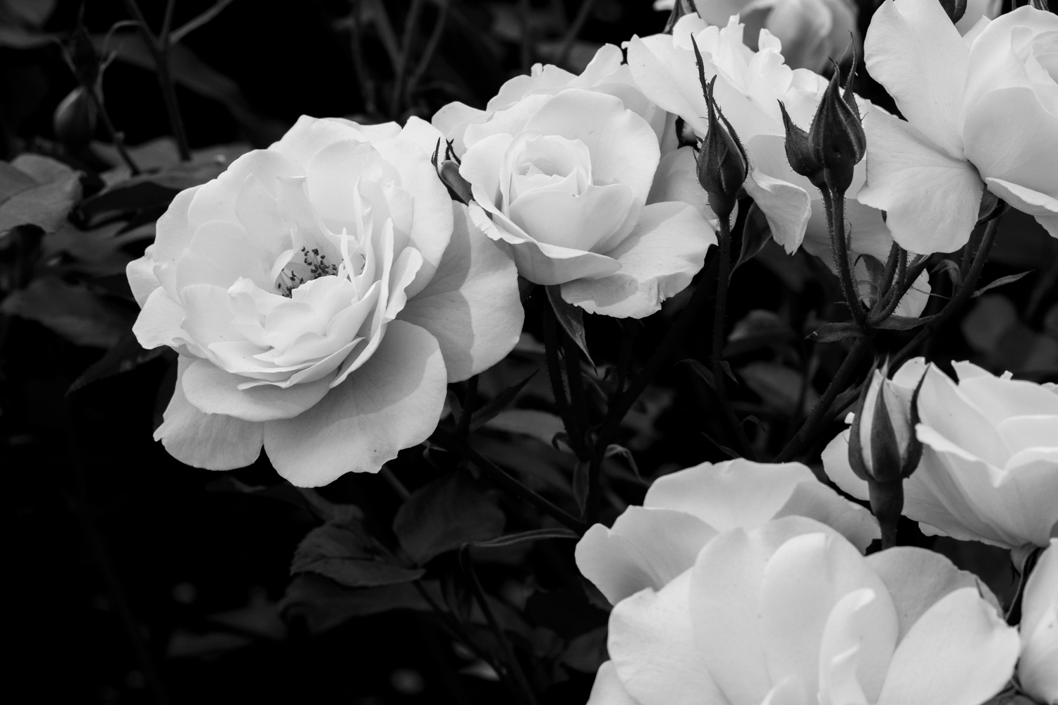 白薔薇はモノクロで え えふ写真館