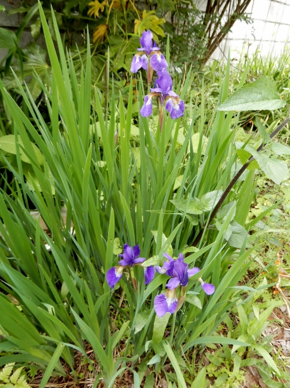 e0025300_20232045.jpg