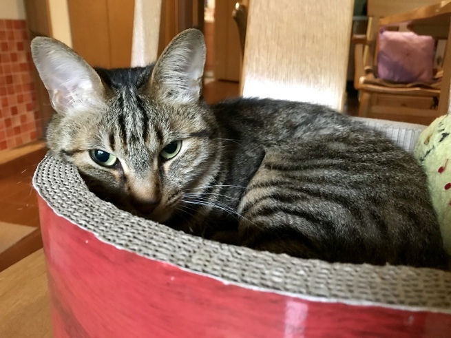 c0362401_10381381.jpeg