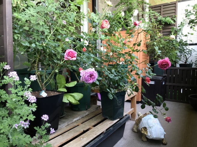 c0362401_12210117.jpeg