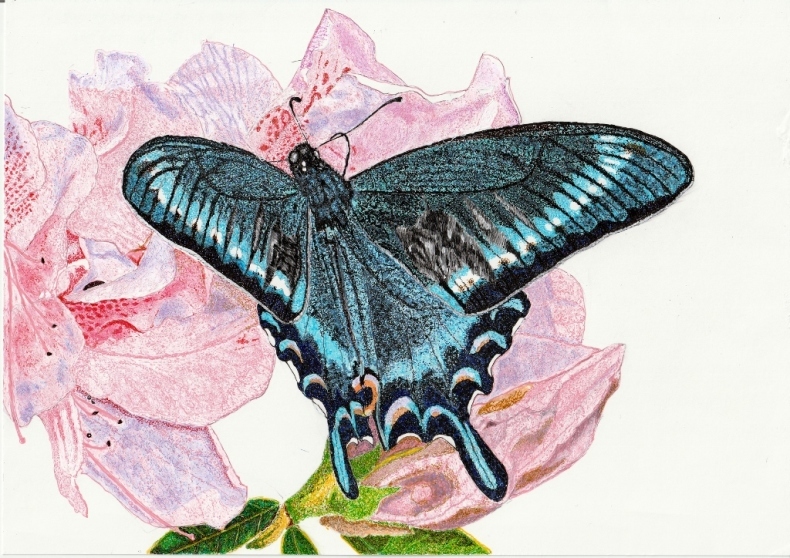 ミヤマカラスアゲハ♂ : 蝶を絵で楽しむ