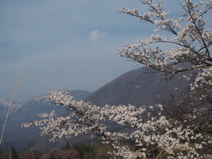 花たちと山々 ♪ (オットとプチ旅☆思い出)_c0212604_2135232.jpg
