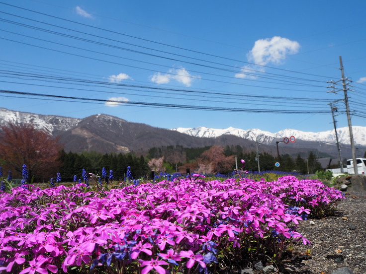 花たちと山々 ♪ (オットとプチ旅☆思い出)_c0212604_2144219.jpg