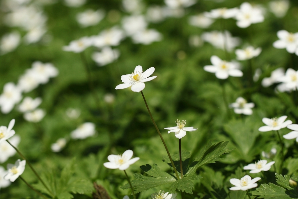 圧倒的な緑（氾濫原の草花）_b0050305_06450340.jpg