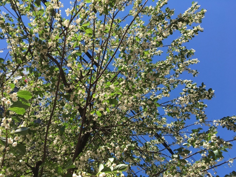 香りと太陽はセット NO.635_c0102513_20593655.jpeg