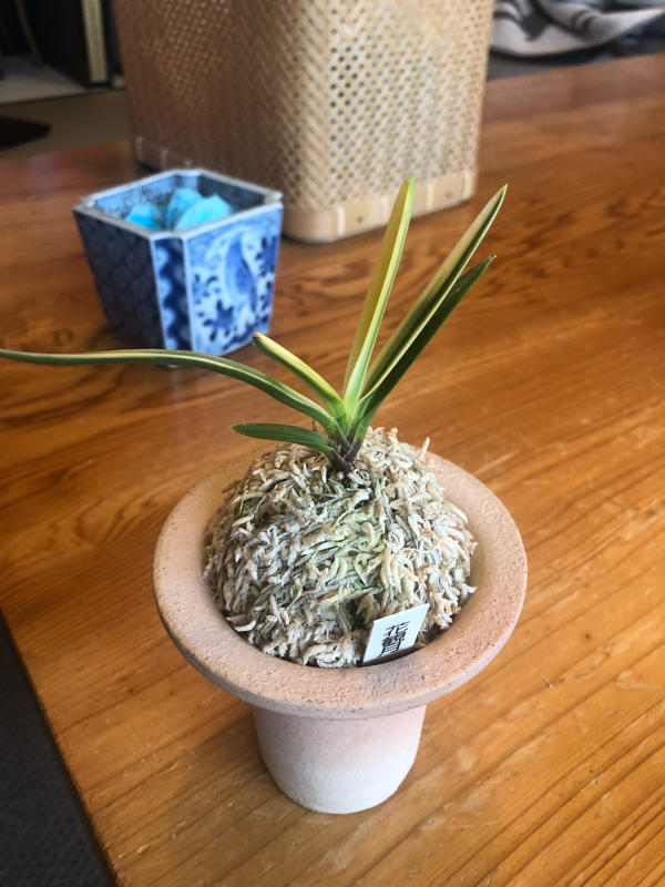花観月 : □ サムライ オーキッド □ 富貴蘭 セレクトショップ 花観月 : □ サムライ オーキッド □ 富貴蘭 セレクトショップ