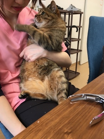 休憩中の一コマ きたのさと動物病院 札幌白石区 東区 一般診療