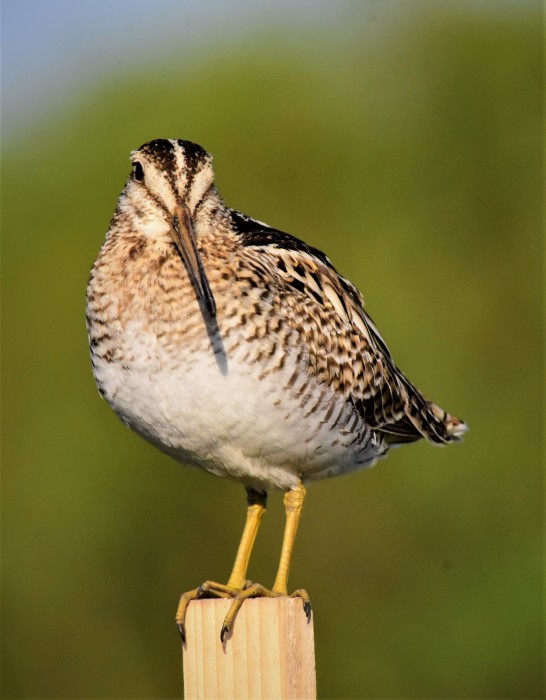 北の森からエゾリスと野鳥便り_d0098721_20044611.jpg