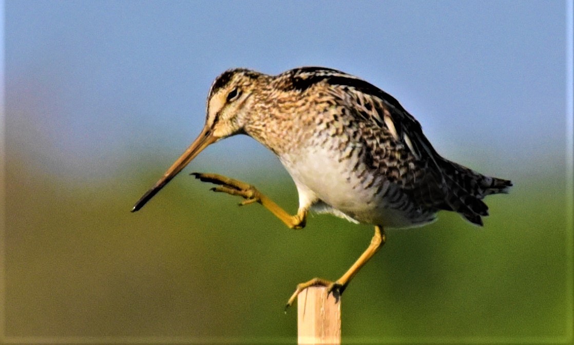 北の森からエゾリスと野鳥便り_d0098721_20044932.jpg