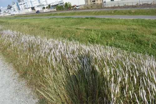 大阪市福島区のやきとり六源です！_d0199623_04142691.jpg