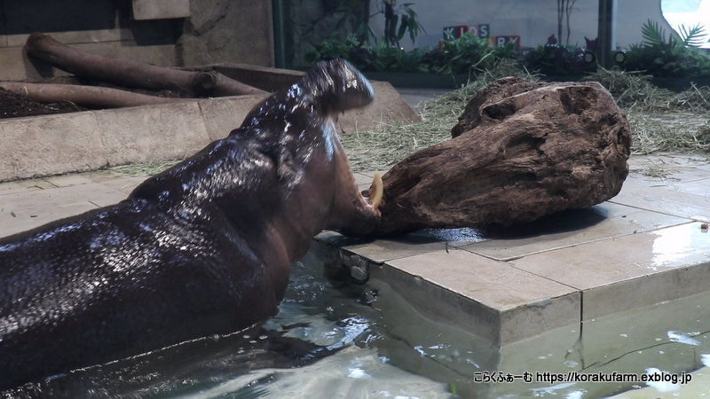 ニフレルのミニカバの赤ちゃん タムタムちゃん 生後７８日目 とフルフルママのいたずら こらくふぁーむ