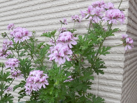 e0033229_1095298.jpg