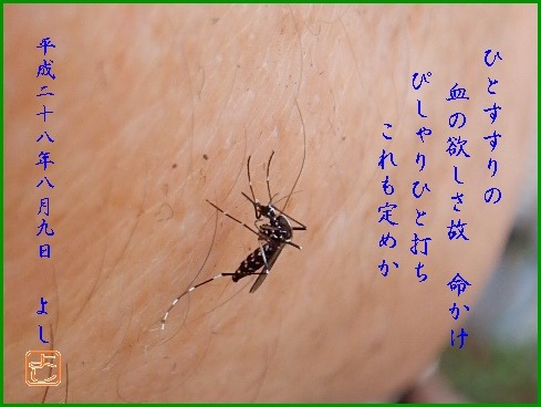 e0033229_1757428.jpg