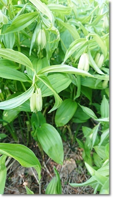 ブルーベリーの花とスズランに似た花 十色記 ブルーベリーの花とスズランに似た花 十色記