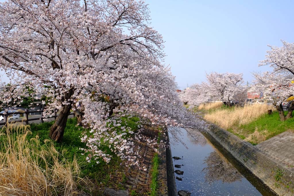 高田の千本桜@2019-04-07_d0250840_10480826.jpg