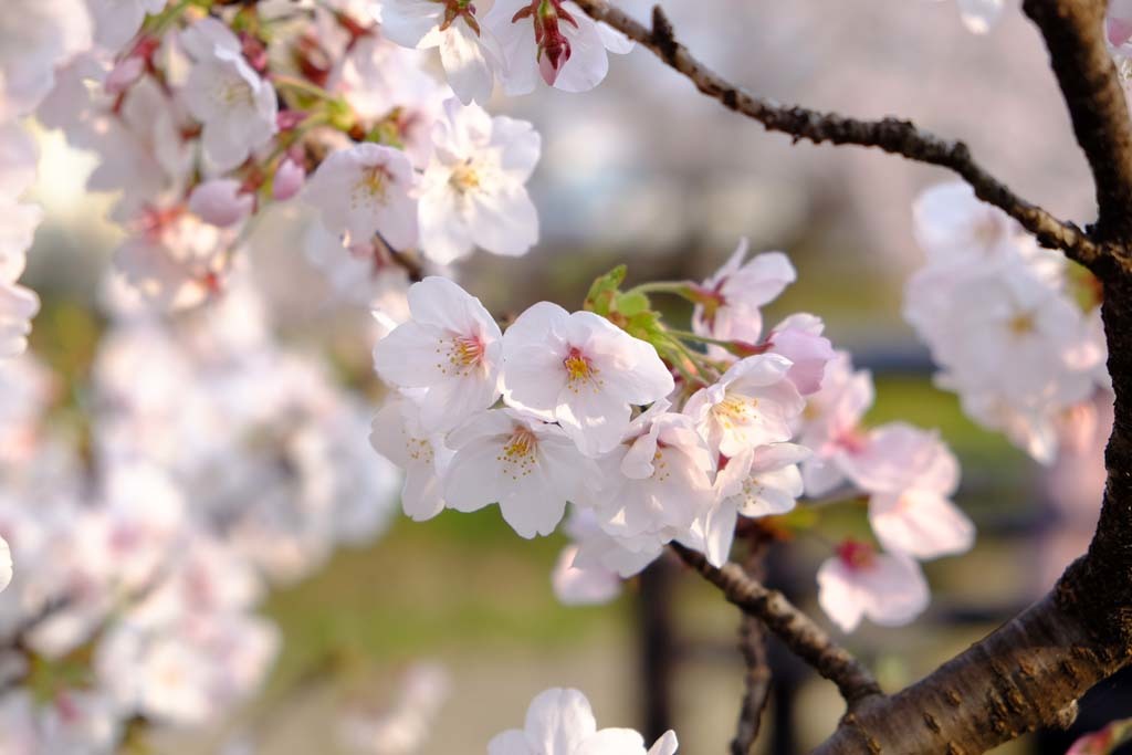 高田の千本桜@2019-04-07_d0250840_10494229.jpg