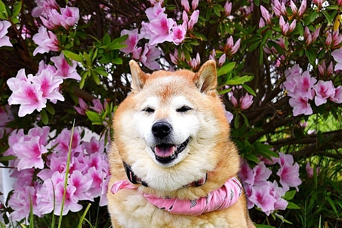 おしくらまんじゅう_b0314043_07301478.jpg