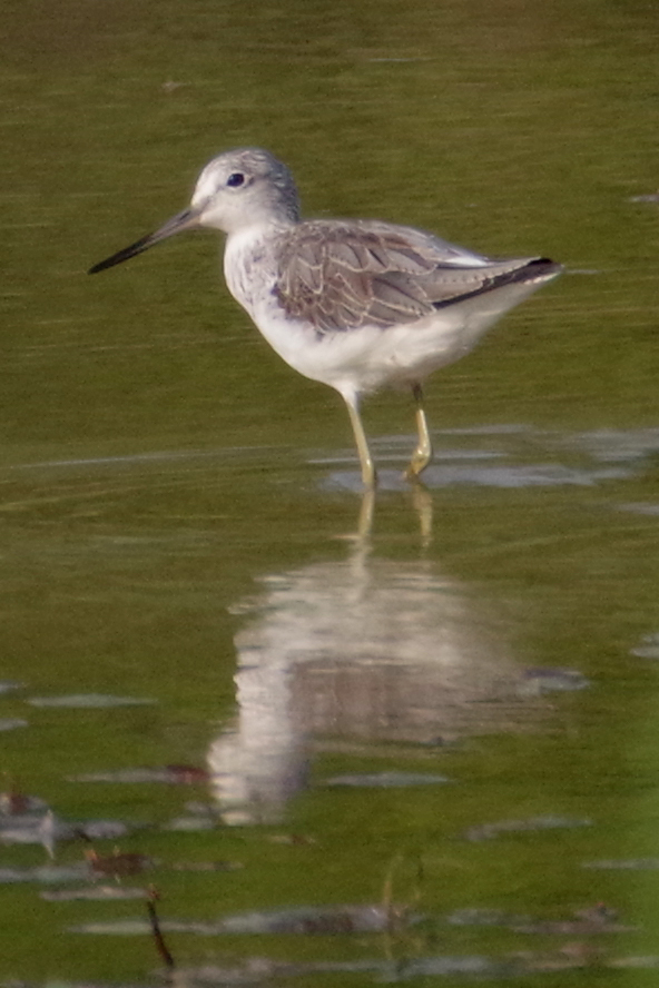 ネパールの鳥（第2部）_b0144049_14250159.jpg