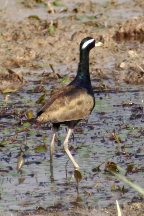 ネパールの鳥（第2部）_b0144049_14260486.jpg