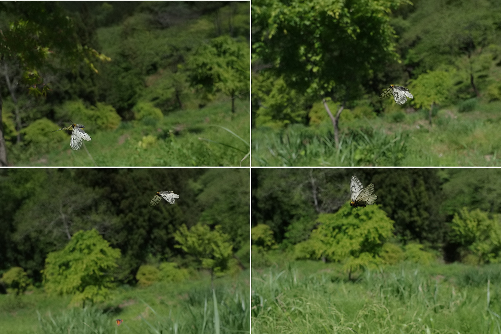 ２０１９．５．８　東京・高尾山麓　ウスバシロチョウ　　　２０１９．５．１４ （記）_a0181059_11063843.jpg