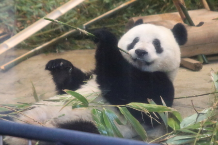 食べる姿がかわいいシャンシャン 山とpanda 食べる姿がかわいいシャンシャン 山とpanda