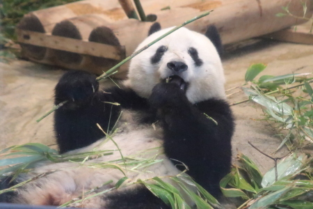 食べる姿がかわいいシャンシャン 山とpanda 食べる姿がかわいいシャンシャン 山とpanda