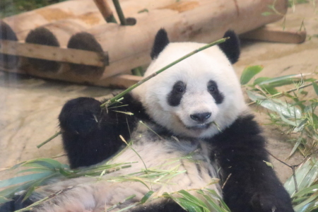 食べる姿がかわいいシャンシャン 山とpanda 食べる姿がかわいいシャンシャン 山とpanda