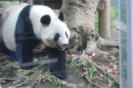 食べる姿がかわいいシャンシャン 山とpanda 食べる姿がかわいいシャンシャン 山とpanda