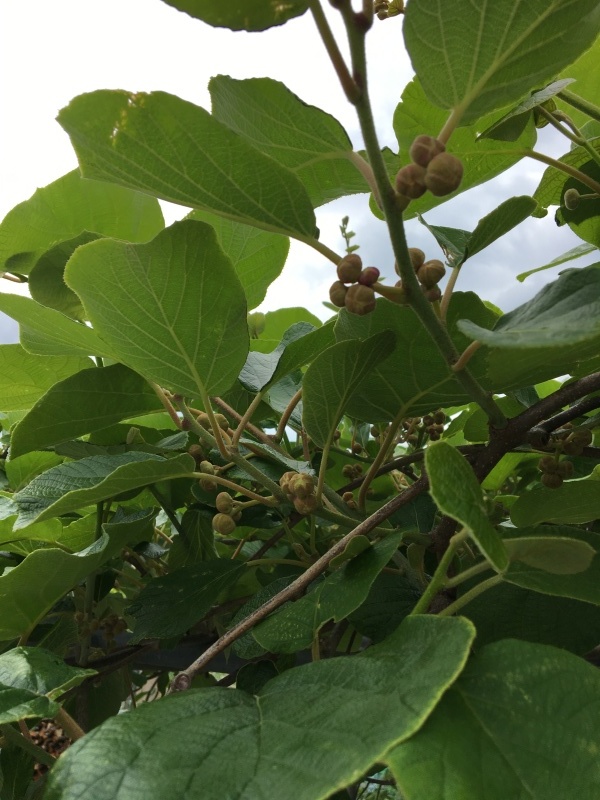 どんな花が咲くのかな_e0366572_13544637.jpeg
