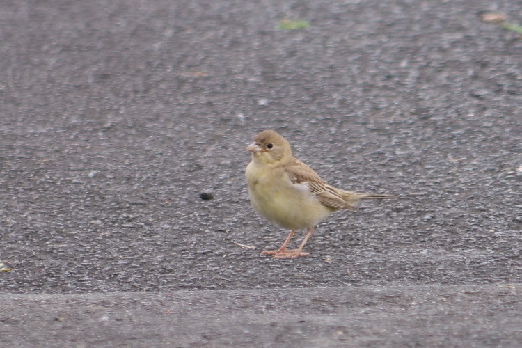 ズグロチャキンチョウ？_d0338778_07180320.jpg