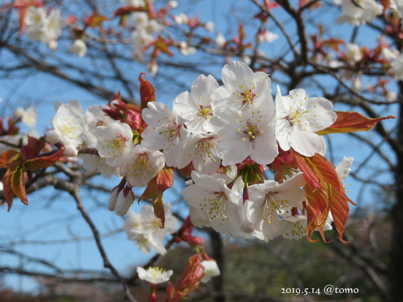 今日も花々♪_f0067179_20451315.jpg