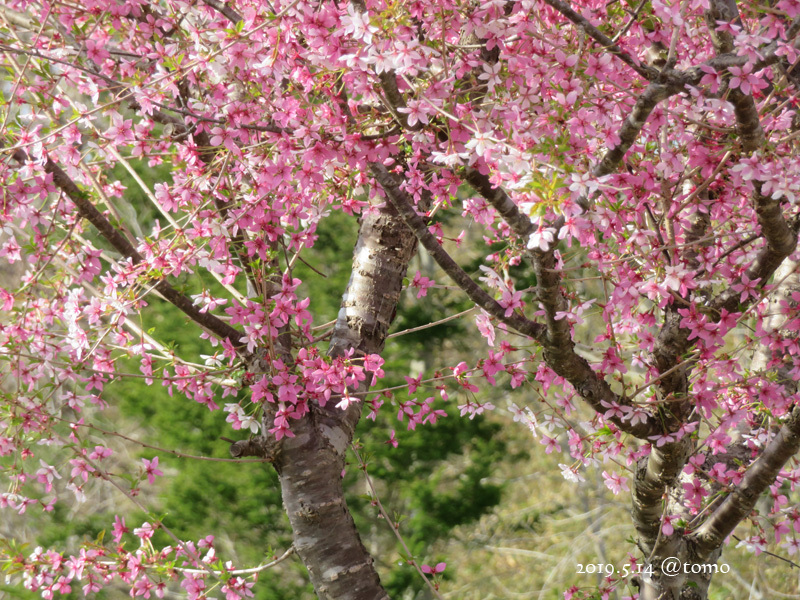 今日も花々♪_f0067179_20452399.jpg