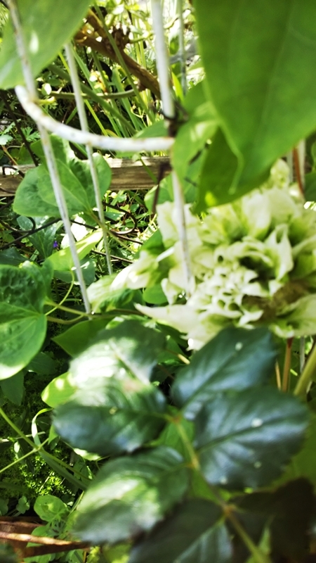 f0366679_12012906.jpg