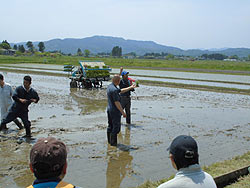 田植え体験(下目黒小・枝野小) _d0247484_93036.jpg