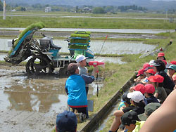 田植え体験(下目黒小・枝野小) _d0247484_937535.jpg