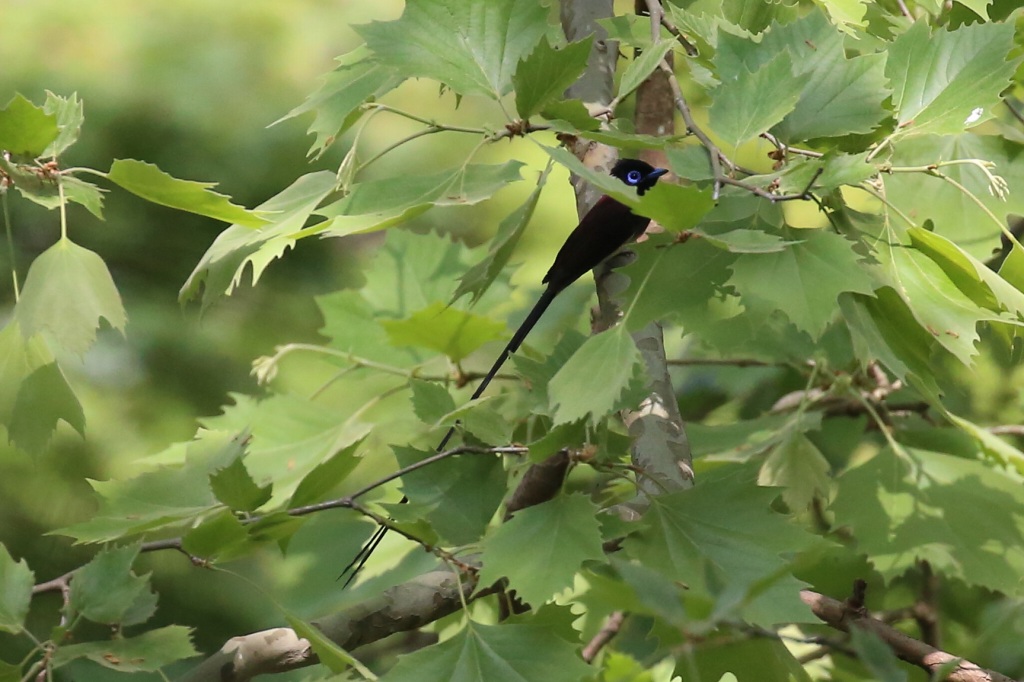 サンコウチョウ_f0022486_21233324.jpg