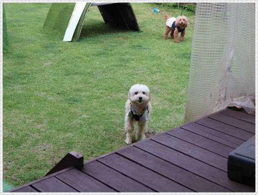 b0175688_21005908.gif