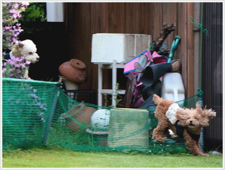 b0175688_21015451.gif