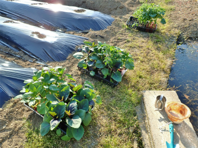 兼業農家は野菜の苗を定植しました_c0336902_21092403.jpg