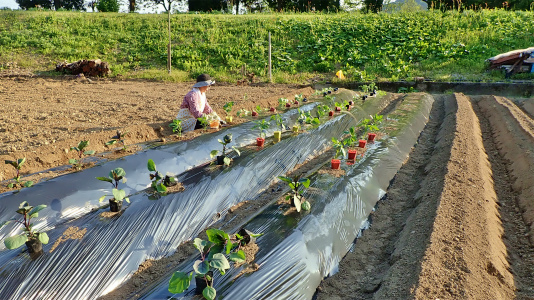 兼業農家は野菜の苗を定植しました_c0336902_21093148.jpg