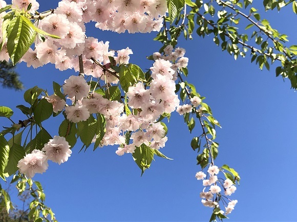 千秋公園 久保田城表門（秋田市千秋公園）_f0364707_20215353.jpg